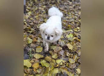 Athos, hübscher Pekinesen Rüde geb. 2024