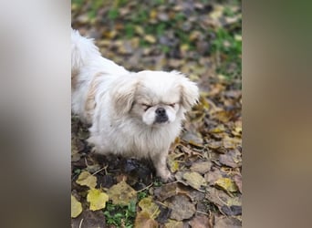 Athos, hübscher Pekinesen Rüde geb. 2024