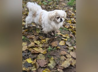 Athos, hübscher Pekinesen Rüde geb. 2024