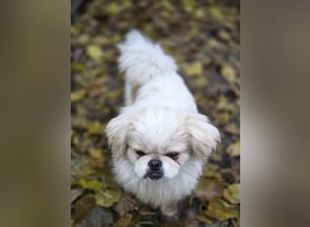 Athos, hübscher Pekinesen Rüde geb. 2024