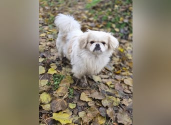 Athos, hübscher Pekinesen Rüde geb. 2024