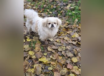 Athos, hübscher Pekinesen Rüde geb. 2024