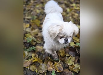 Athos, hübscher Pekinesen Rüde geb. 2024