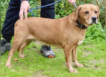 Auch ⚡️COOPER⚡️ wurde abgegeben im Tierheim: Cantinho da Milu