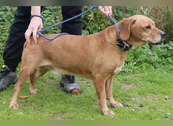 Auch ⚡️COOPER⚡️ wurde abgegeben im Tierheim: Cantinho da Milu