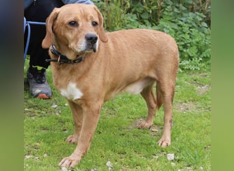Auch ⚡️COOPER⚡️ wurde abgegeben im Tierheim: Cantinho da Milu