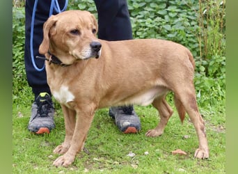 Auch ⚡️COOPER⚡️ wurde abgegeben im Tierheim: Cantinho da Milu