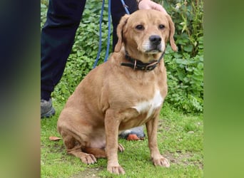 Auch ⚡️COOPER⚡️ wurde abgegeben im Tierheim: Cantinho da Milu