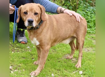 Auch ⚡️COOPER⚡️ wurde abgegeben im Tierheim: Cantinho da Milu