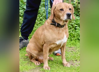 Auch ⚡️COOPER⚡️ wurde abgegeben im Tierheim: Cantinho da Milu