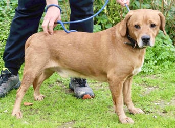Auch ⚡️COOPER⚡️ wurde abgegeben im Tierheim: Cantinho da Milu
