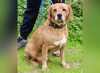 Auch ⚡️COOPER⚡️ wurde abgegeben im Tierheim: Cantinho da Milu