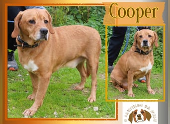 Auch ⚡️COOPER⚡️ wurde abgegeben im Tierheim: Cantinho da Milu
