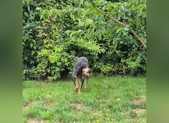 Sasa - sucht dringend ein neues Zuhause