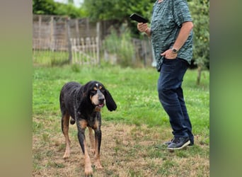 Sasa - sucht dringend ein neues Zuhause