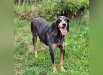 Sasa - sucht dringend ein neues Zuhause