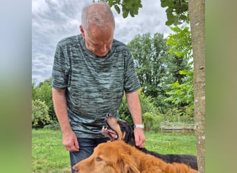 Sasa - sucht dringend ein neues Zuhause