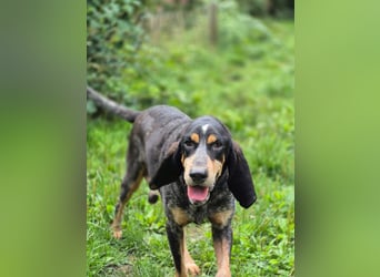 Sasa - sucht dringend ein neues Zuhause