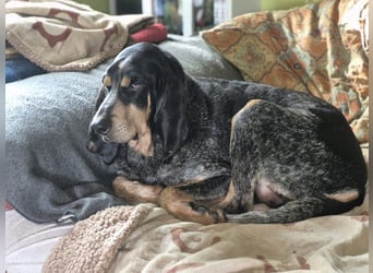 Sasa - sucht dringend ein neues Zuhause