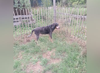 Sasa - sucht dringend ein neues Zuhause