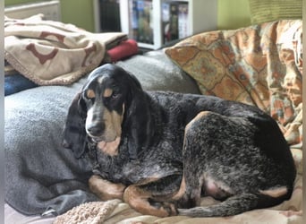 Sasa - sucht dringend ein neues Zuhause