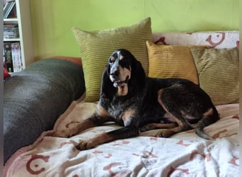 Sasa - sucht dringend ein neues Zuhause