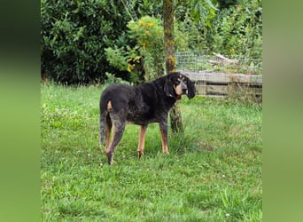 Sasa - sucht dringend ein neues Zuhause