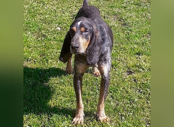 Sasa - sucht dringend ein neues Zuhause