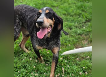 Sasa - sucht dringend ein neues Zuhause