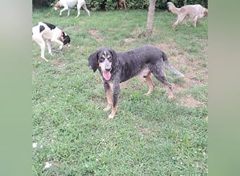 Sasa - sucht dringend ein neues Zuhause