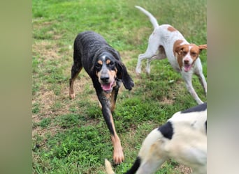 Sasa - sucht dringend ein neues Zuhause