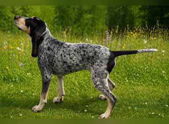 Petit Bleu de Gascogne