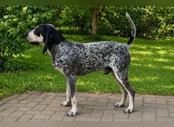 Petit Bleu de Gascogne