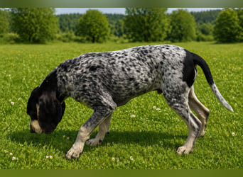 Petit Bleu de Gascogne