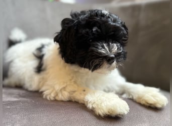 Löwchenwelpen aus VDH/FCI-Zucht