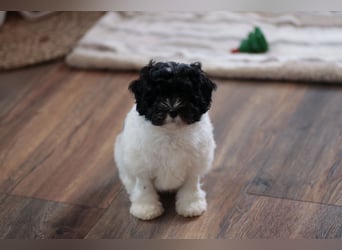 Löwchenwelpen aus VDH/FCI-Zucht