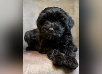 Löwchenwelpen aus VDH/FCI-Zucht