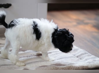 Löwchenwelpen aus VDH/FCI-Zucht