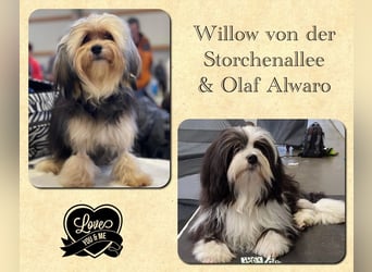 Löwchenwelpen aus VDH/FCI-Zucht