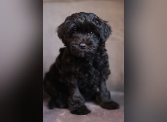 Löwchenwelpen aus VDH/FCI-Zucht