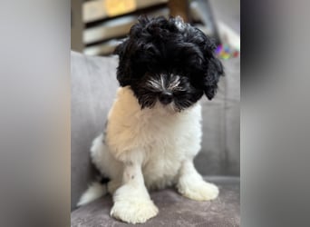 Löwchenwelpen aus VDH/FCI-Zucht