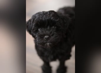 Löwchenwelpen aus VDH/FCI-Zucht