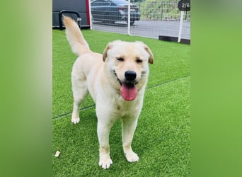 Pflegestelle an  statt Adoption lies mal, finde Deinen Hund