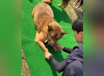 Pflegestelle an  statt Adoption lies mal, finde Deinen Hund