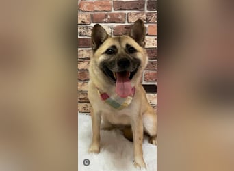 Pflegestelle an  statt Adoption lies mal, finde Deinen Hund