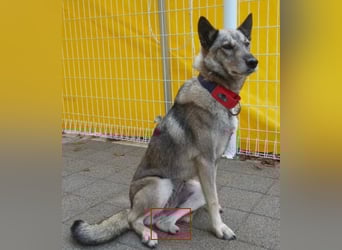 Pflegestelle an  statt Adoption lies mal, finde Deinen Hund