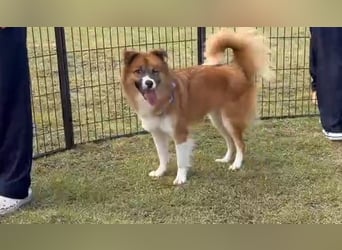 Pflegestelle an  statt Adoption lies mal, finde Deinen Hund