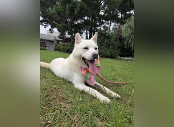 Pflegestelle an  statt Adoption lies mal, finde Deinen Hund