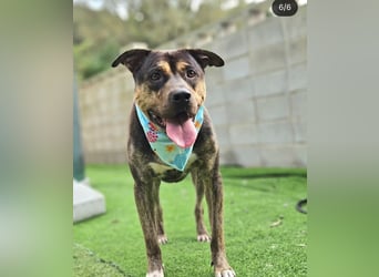 Pflegestelle an  statt Adoption lies mal, finde Deinen Hund