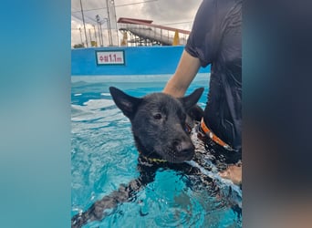 Pflegestelle an  statt Adoption lies mal, finde Deinen Hund